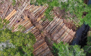 Pembalakan Liar di Ketapang, Tim Gakkum Kehutanan Sita 1500 Batang Kayu Ilegal