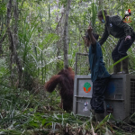 Translokasi Orangutan di Kayong Utara Dilakukan untuk Cegah Konflik dengan Warga