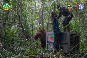 Translokasi Orangutan di Kayong Utara Dilakukan untuk Cegah Konflik dengan Warga